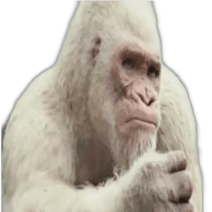 Thinking albino gorilla