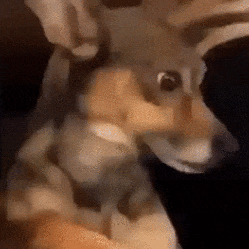 Surprised Dog Reaction