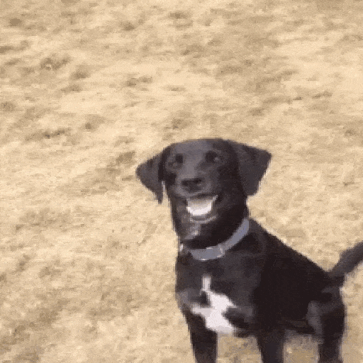 Happy Jumping Dog