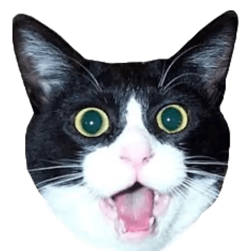 Surprised Cat Face