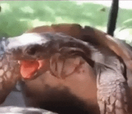Laughing Lizard