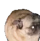 Spinning Pug