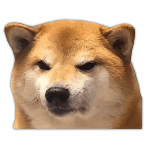Serious Shiba Inu