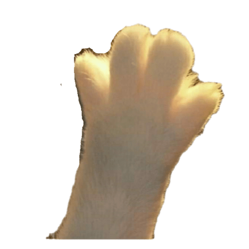 Cute Cat Paw