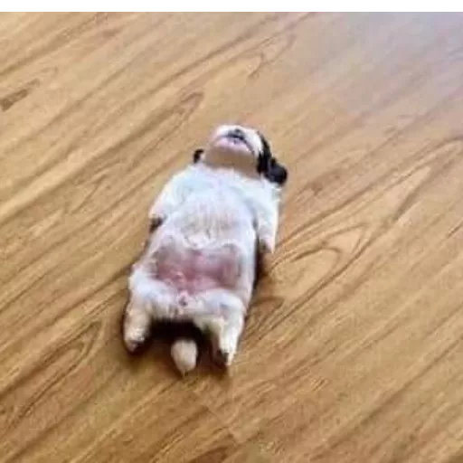 Cute Sleeping Puppy
