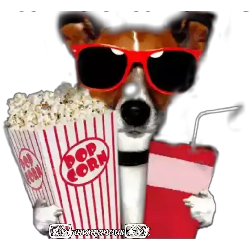Cool Dog Movie Night