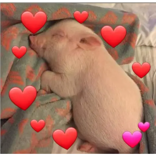 Sleeping Pig Surrounded by Hearts