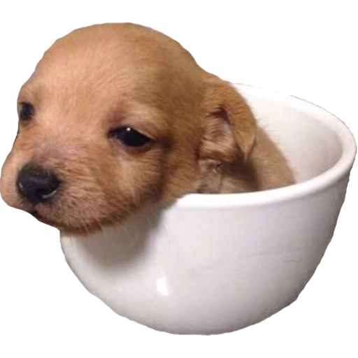 Cute puppy in a cup