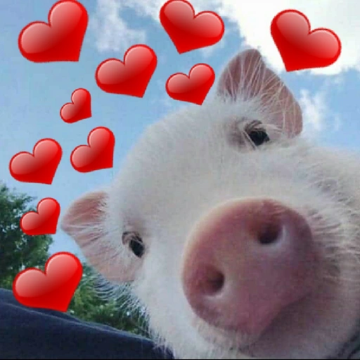 Cute pig with hearts