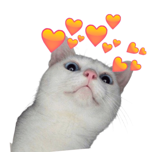 Heart eyes kitty