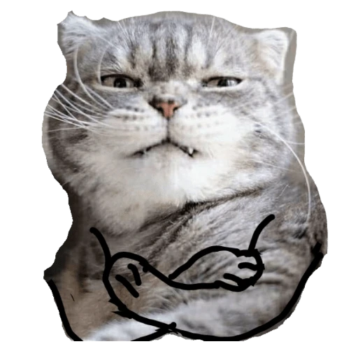 Buff cat flexing