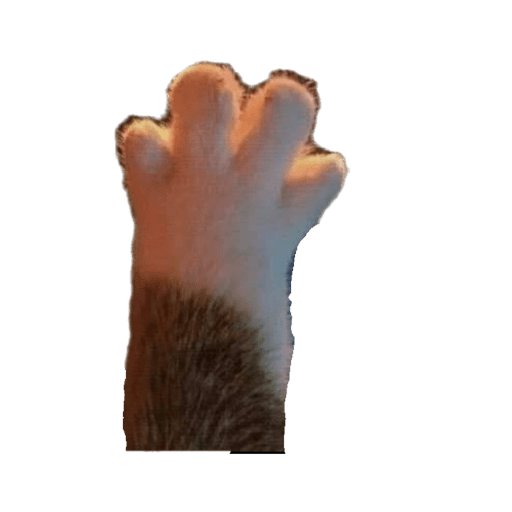 Cat high five