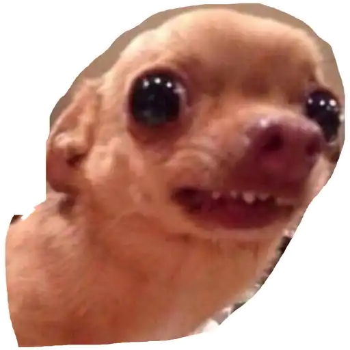 Nervous Chihuahua
