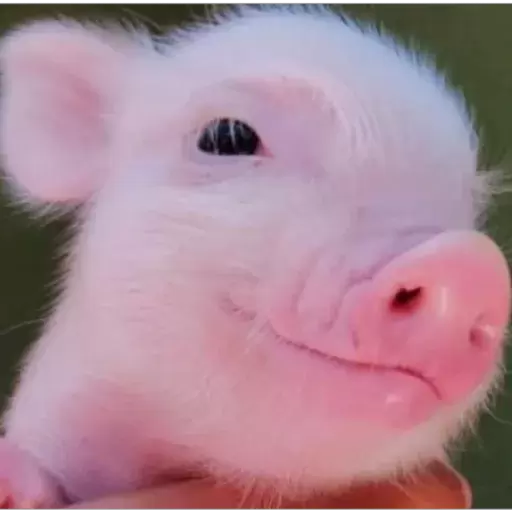 Smiling piglet vibes