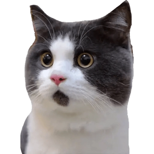 Surprised cat face #2