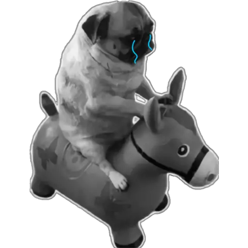 Crying pug on toy horse