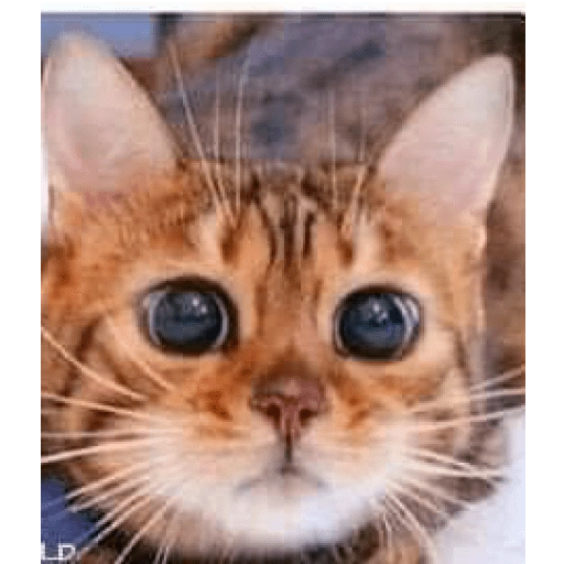 Big-eyed cat