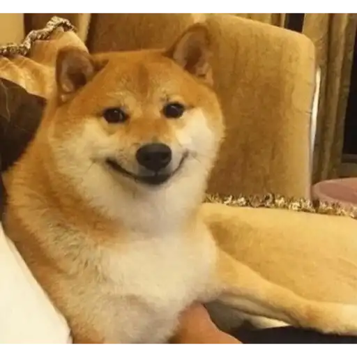 Smiling Shiba