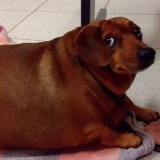 Dog giving side eye
