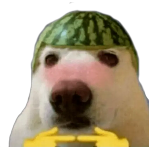 Dog Wearing Watermelon Hat