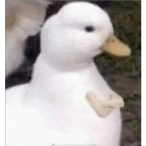 Shy Duck Moment