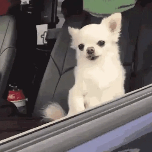 Chihuahua in the car like a boss