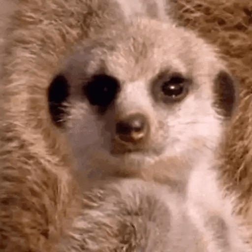 Meerkat Surprise