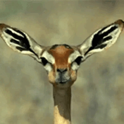 Curious Gazelle Look