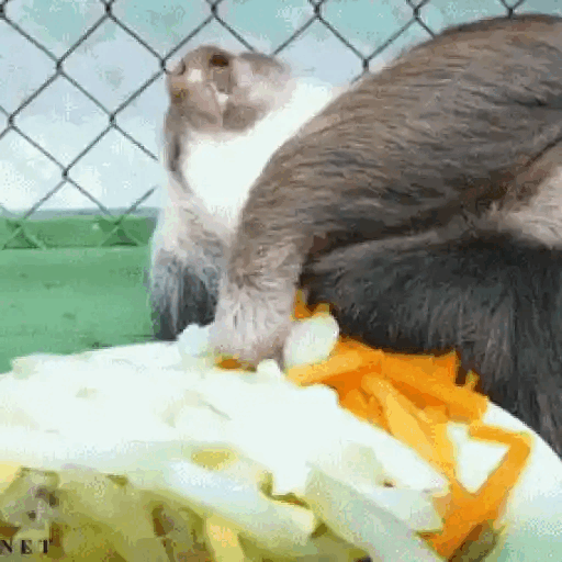 Sloth Enjoying Veggies