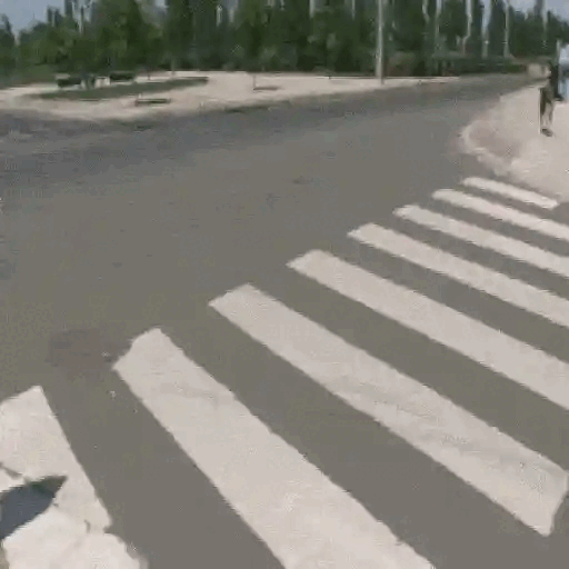 Dog Crossing the Street Like a Boss