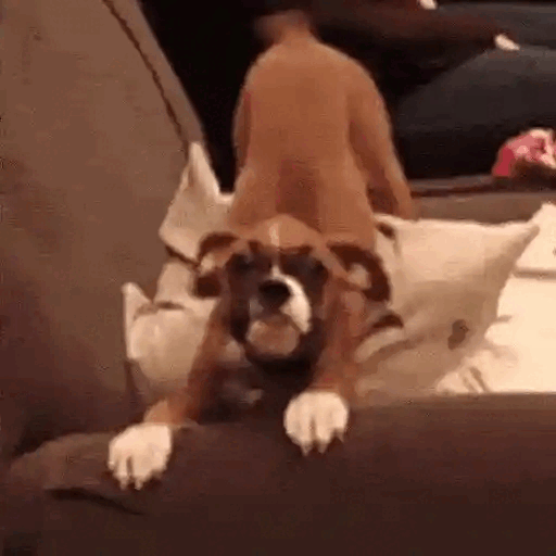Energetic Boxer Play Time