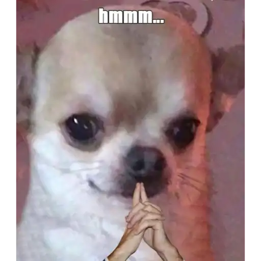 Thinking Chihuahua