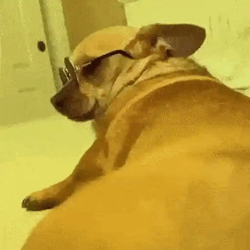 Dog chilling with shades