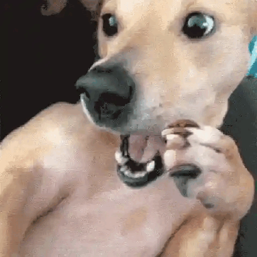 Dog in Shock
