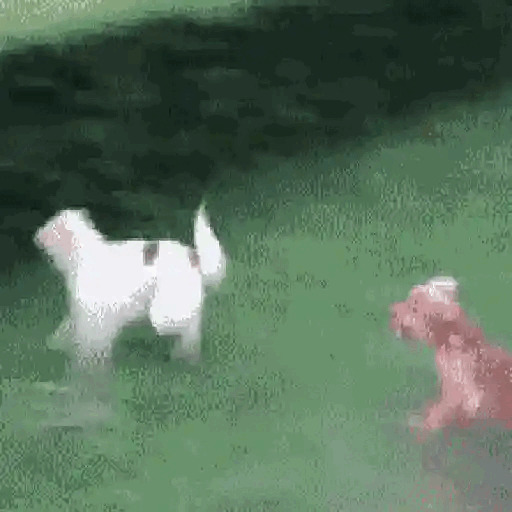 Dog running into fence