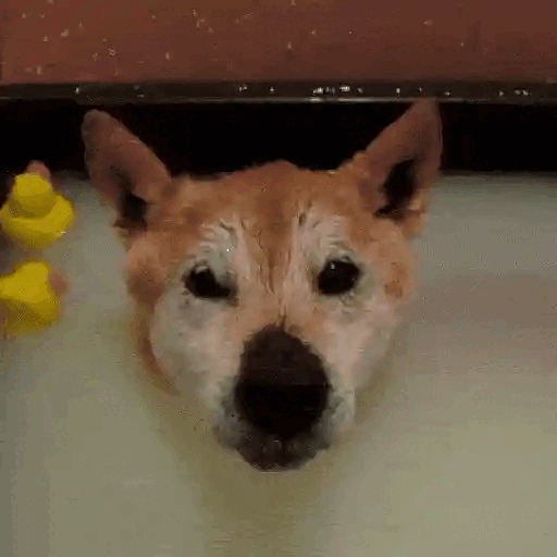 Dog Relaxing in Bathtub