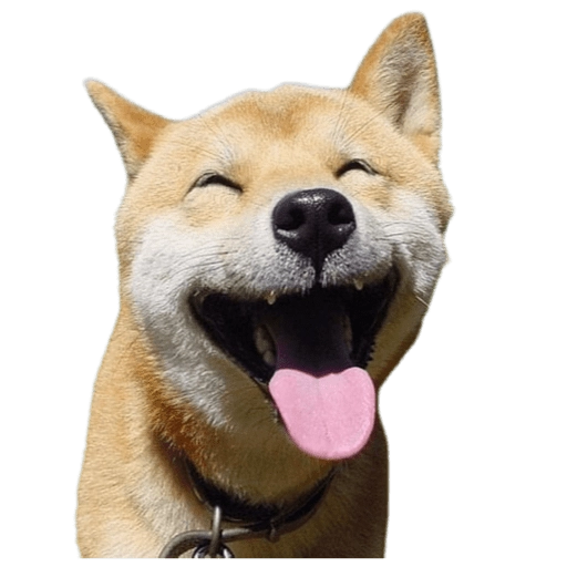 Joyful Shiba Inu