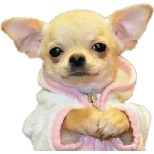 Chihuahua in a fluffy hoodie