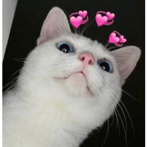Cat with heart eyes