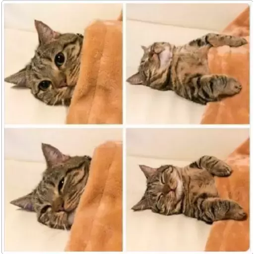 Cozy Cat Tucked In