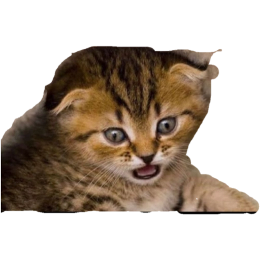 Shocked kitten face