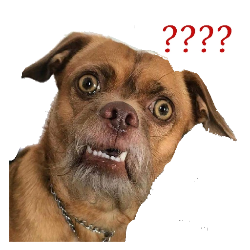 Confused Dog with Question Marks