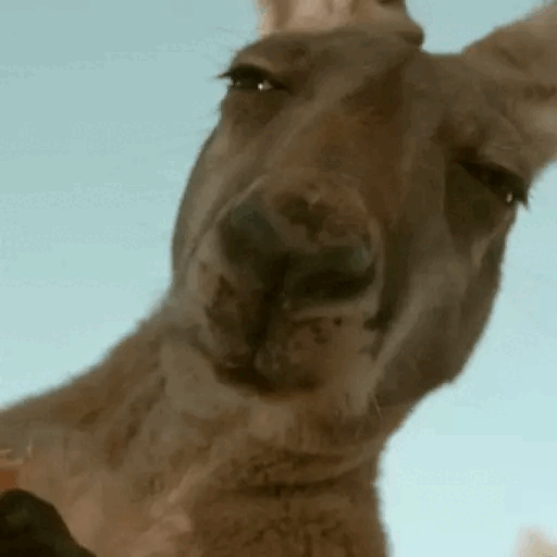 Kangaroo Giving the Side Eye