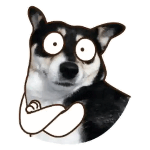 When the dog knows you're bluffing