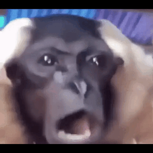 Surprised Monkey