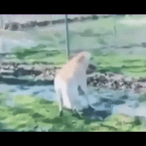 Cow Jumping Over Stream