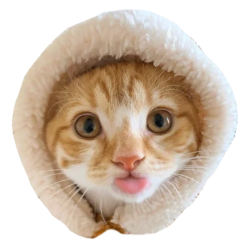Cat bundled up and sticking out tongue