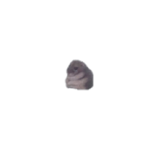 Tiny hamster pondering life