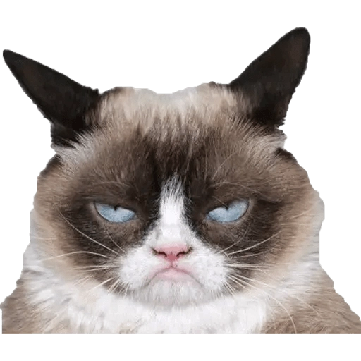 Not impressed cat