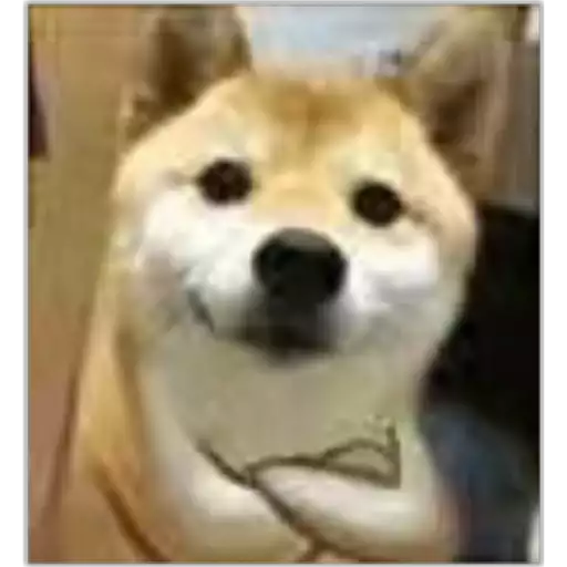 Confused Shiba Inu